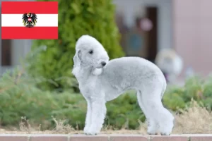 Read more about the article Criadores de Bedlington Terrier e cachorros na Áustria