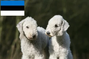 Read more about the article Criadores de Bedlington Terrier e cachorros na Estónia