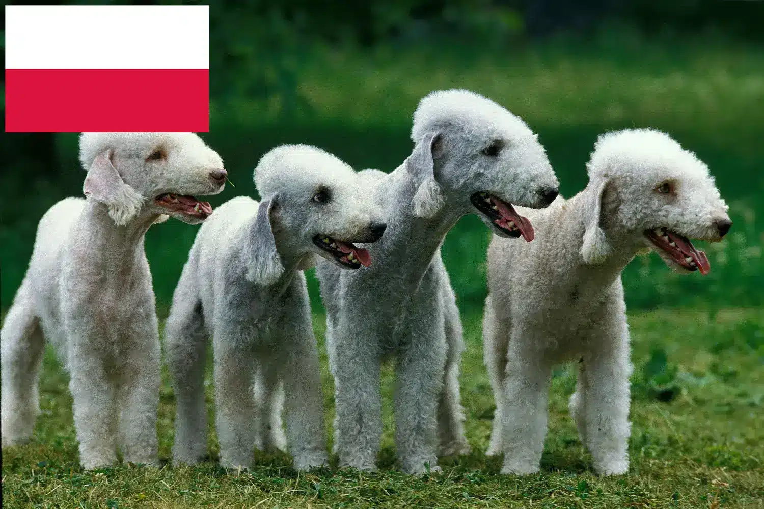 Cachorros e criadores de Bedlington Terrier Polónia Encontre aqui criadores de Bedlington Terrier na Polónia.