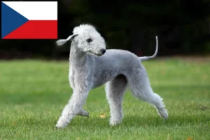 Read more about the article Criadores de Bedlington Terrier e cachorros na República Checa