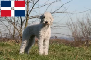 Read more about the article Criadores de Bedlington Terrier e cachorros na República Dominicana