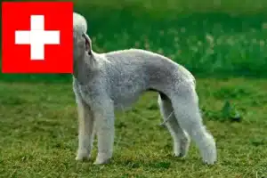 Read more about the article Criadores de Bedlington Terrier e cachorros na Suíça
