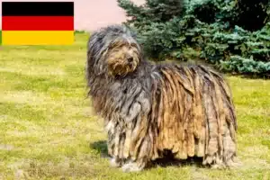Read more about the article Bergamasco Criadores de cães de pastor e cachorros na Alemanha