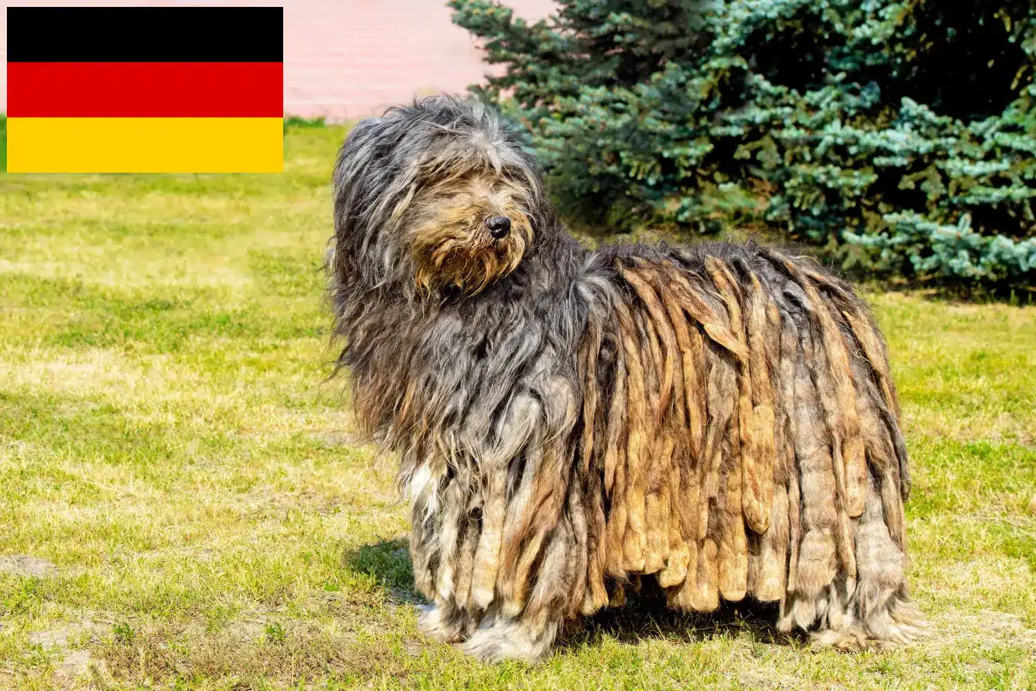 Read more about the article Bergamasco Criadores de cães de pastor e cachorros na Alemanha