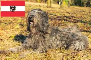 Read more about the article Criadores de cães de pastor Bergamasco e cachorros na Áustria