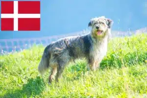 Read more about the article Cão de pastor Bergamasker criador e cachorros na Dinamarca