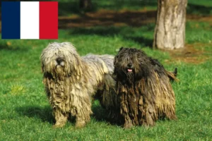 Read more about the article Criador de cães de pastor Bergamasco e cachorros em França