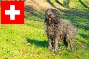 Read more about the article Bergamasco Criadores de cães de pastor e cachorros na Suíça