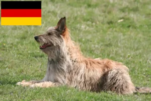 Read more about the article Berger de Picardie criadores e cachorros na Alemanha