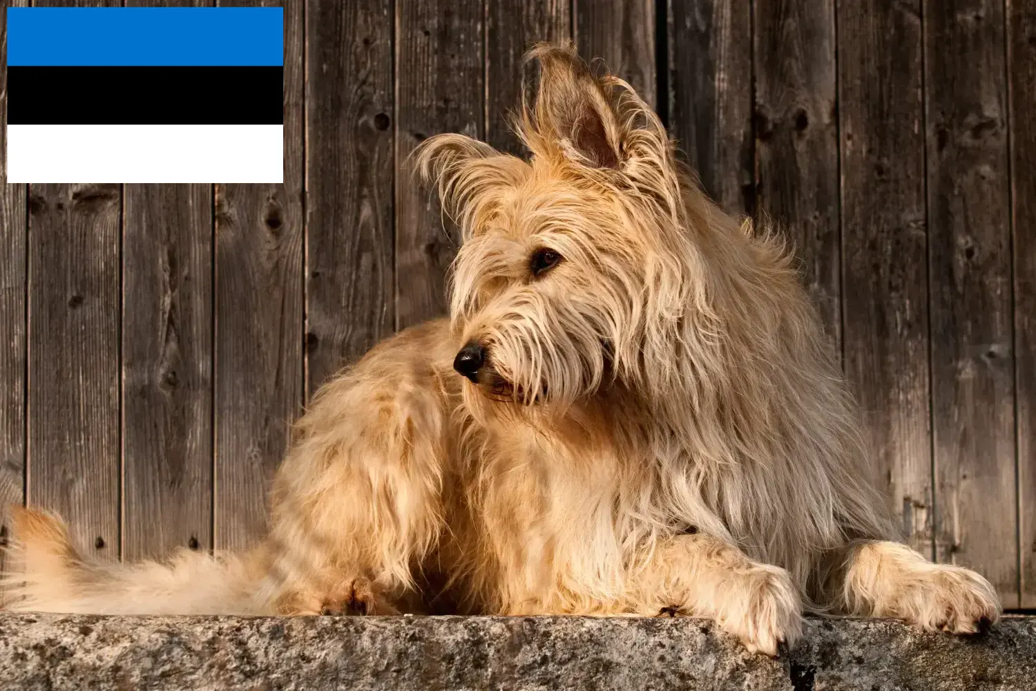 Read more about the article Berger de Picardie criadores e cachorros na Estónia