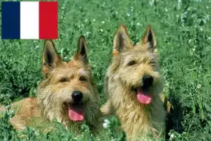Read more about the article Berger de Picardie criadores e cachorros em França