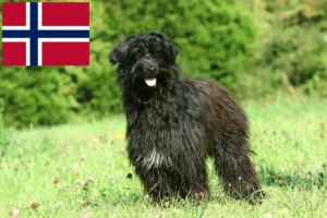 Read more about the article Berger des Pyrenees criadores e cachorros na Noruega
