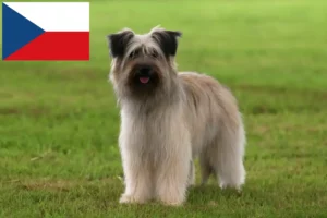 Read more about the article Berger des Pyrenees criadores e cachorros na República Checa