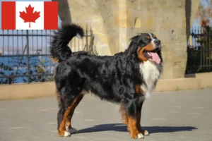 Read more about the article Criador de cães de montanha Bernese e cachorros no Canadá