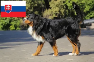 Read more about the article Criador de cães de montanha Bernese e cachorros na Eslováquia