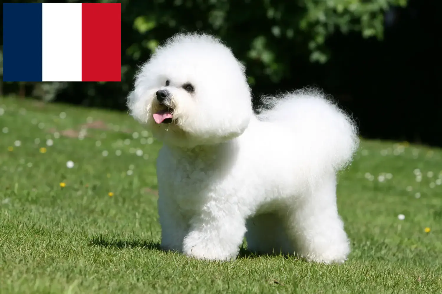 Bichon Frisé cachorros e criadores França Encontre aqui criadores de Bichon Frisé em França.