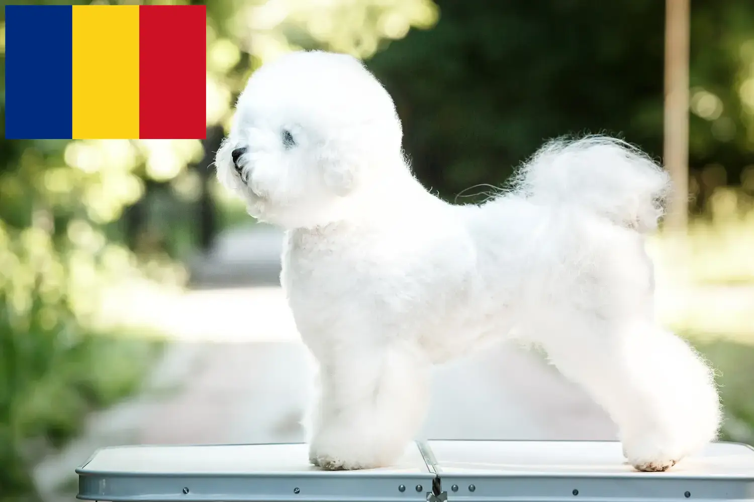 Bichon Frisé cachorros e criadores Roménia Encontrar criadores de Bichon Frisé na Roménia.