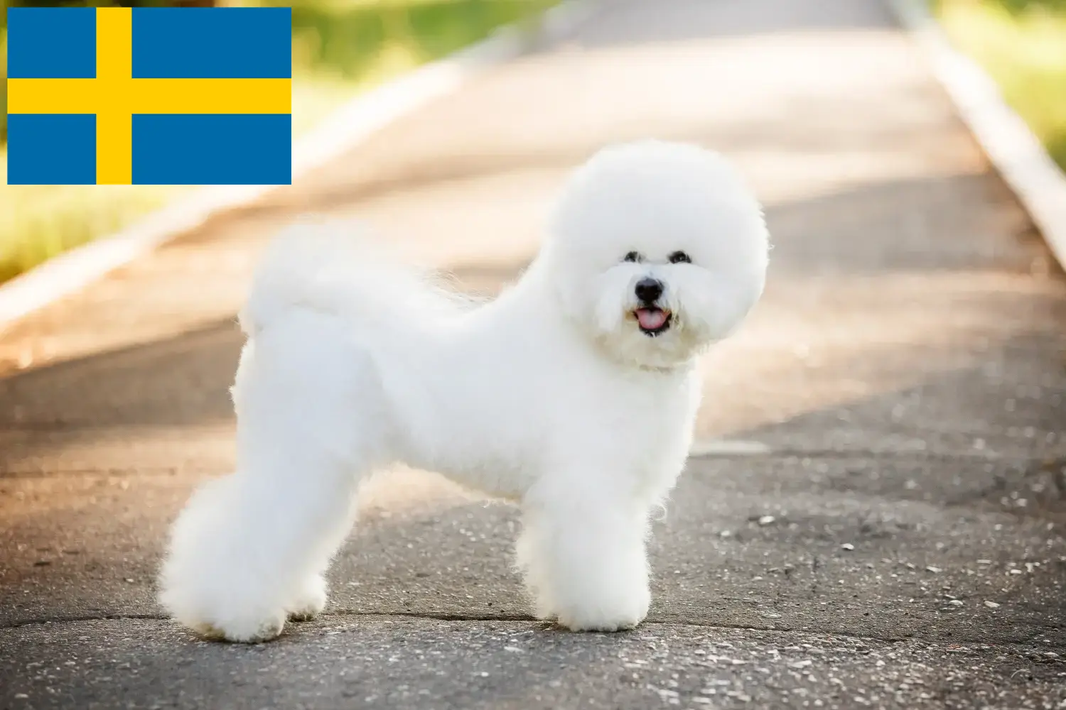 Bichon Frisé cachorros e criadores Suécia Encontrar criadores de Bichon Frisé na Suécia.