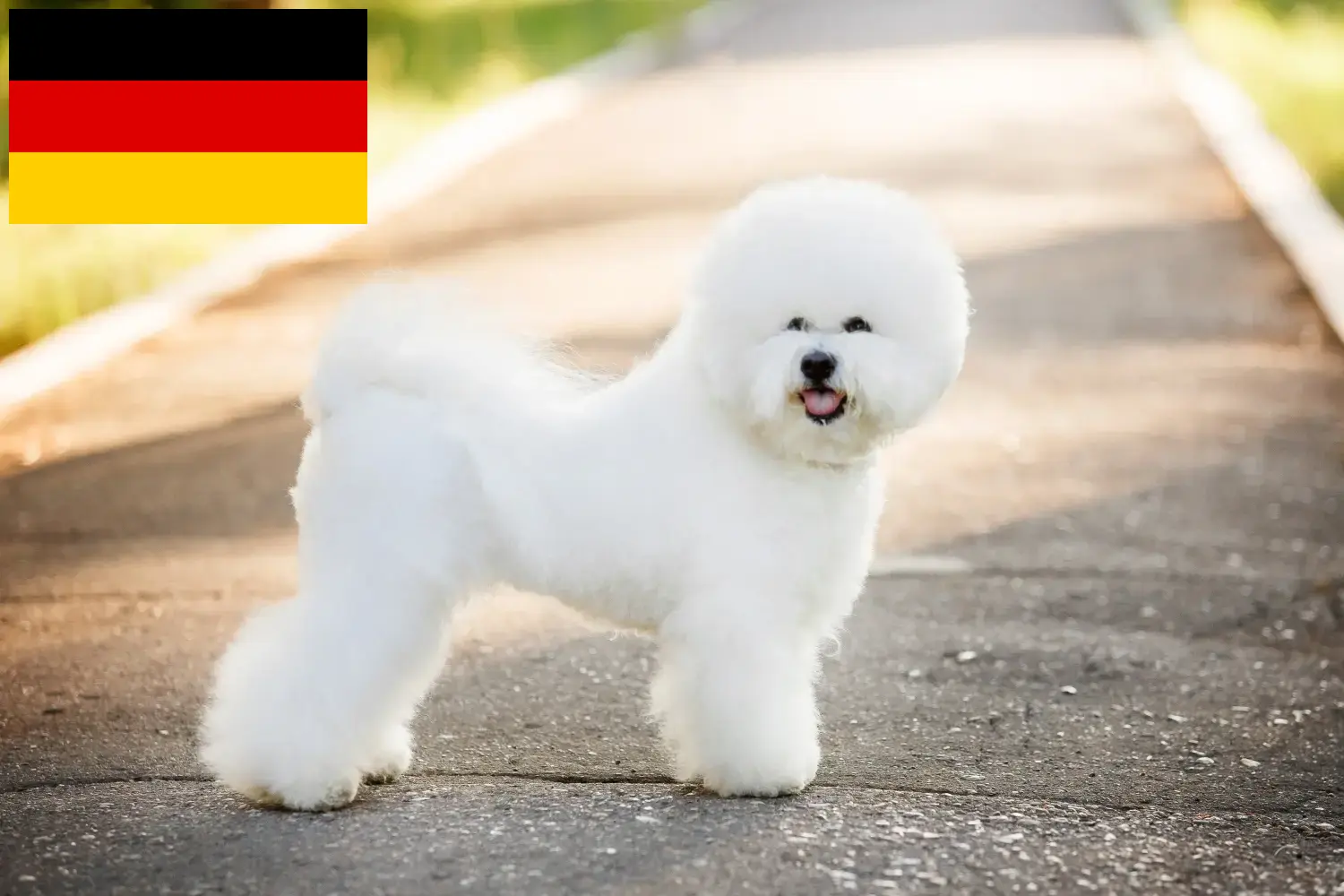 Bichon Frisé cachorros e criadores Alemanha Aqui pode encontrar criadores de Bichon Frisé na Alemanha.