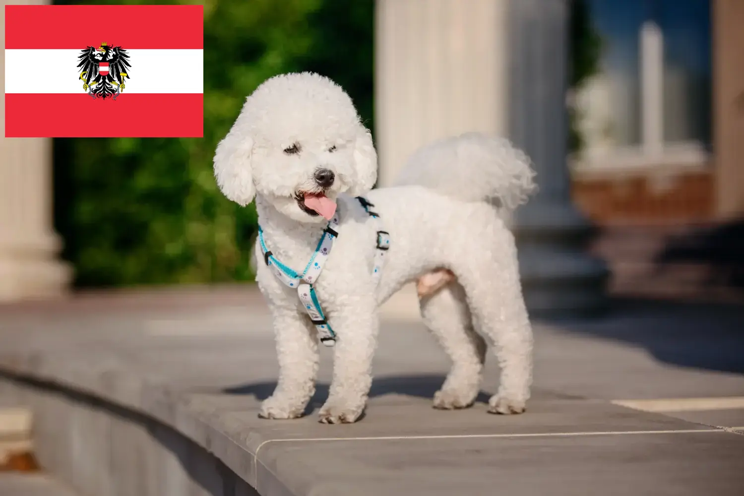 Bichon Frisé cachorros e criadores Áustria Aqui pode encontrar criadores de Bichon Frisé na Áustria.