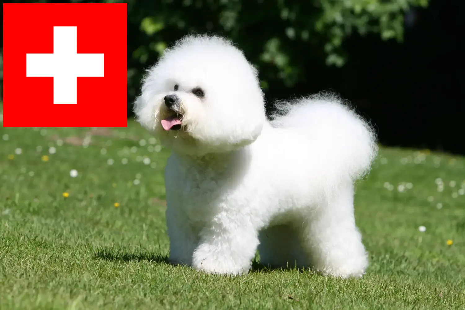 Bichon Frisé cachorros e criadores Suíça Aqui pode encontrar criadores de Bichon Frisé na Suíça.