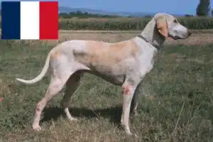 Read more about the article Billy criadores e cachorros em França