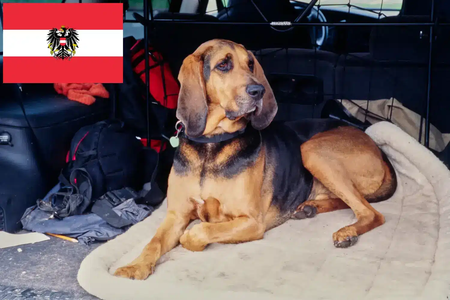 Cachorros Bloodhound e criadores Áustria Aqui pode encontrar criadores de Bloodhounds na Áustria.
