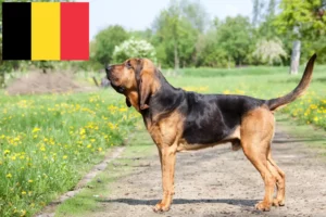 Read more about the article Criadores de Bloodhound e cachorros na Bélgica