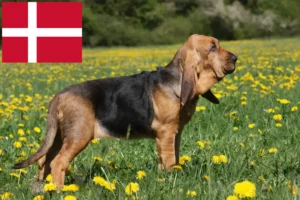 Read more about the article Criadores de Bloodhound e cachorros na Dinamarca