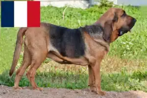 Read more about the article Criadores de Bloodhound e cachorros em França
