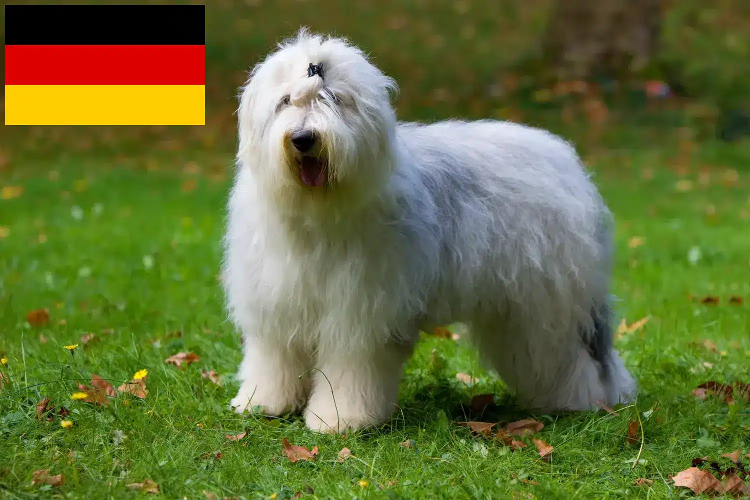 Cachorros Bobtail e criadores Alemanha Aqui pode encontrar criadores de Bobtails na Alemanha.