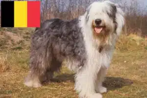 Read more about the article Criadores de Bobtail e cachorros na Bélgica
