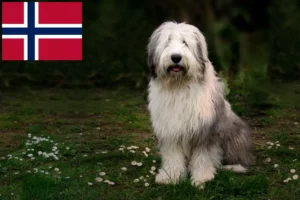 Read more about the article Criadores de Bobtail e cachorros na Noruega