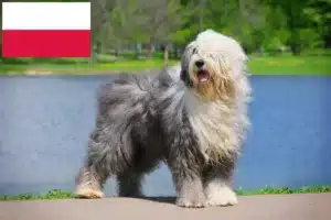 Read more about the article Criadores de Bobtail e cachorros na Polónia