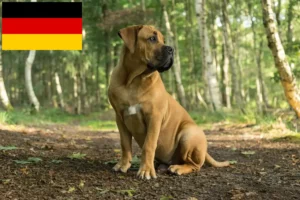 Read more about the article Criadores de Boerboel e cachorros na Alemanha