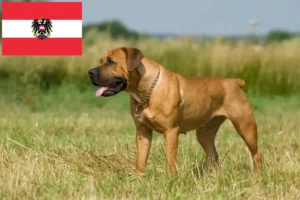 Read more about the article Criadores de Boerboel e cachorros na Áustria