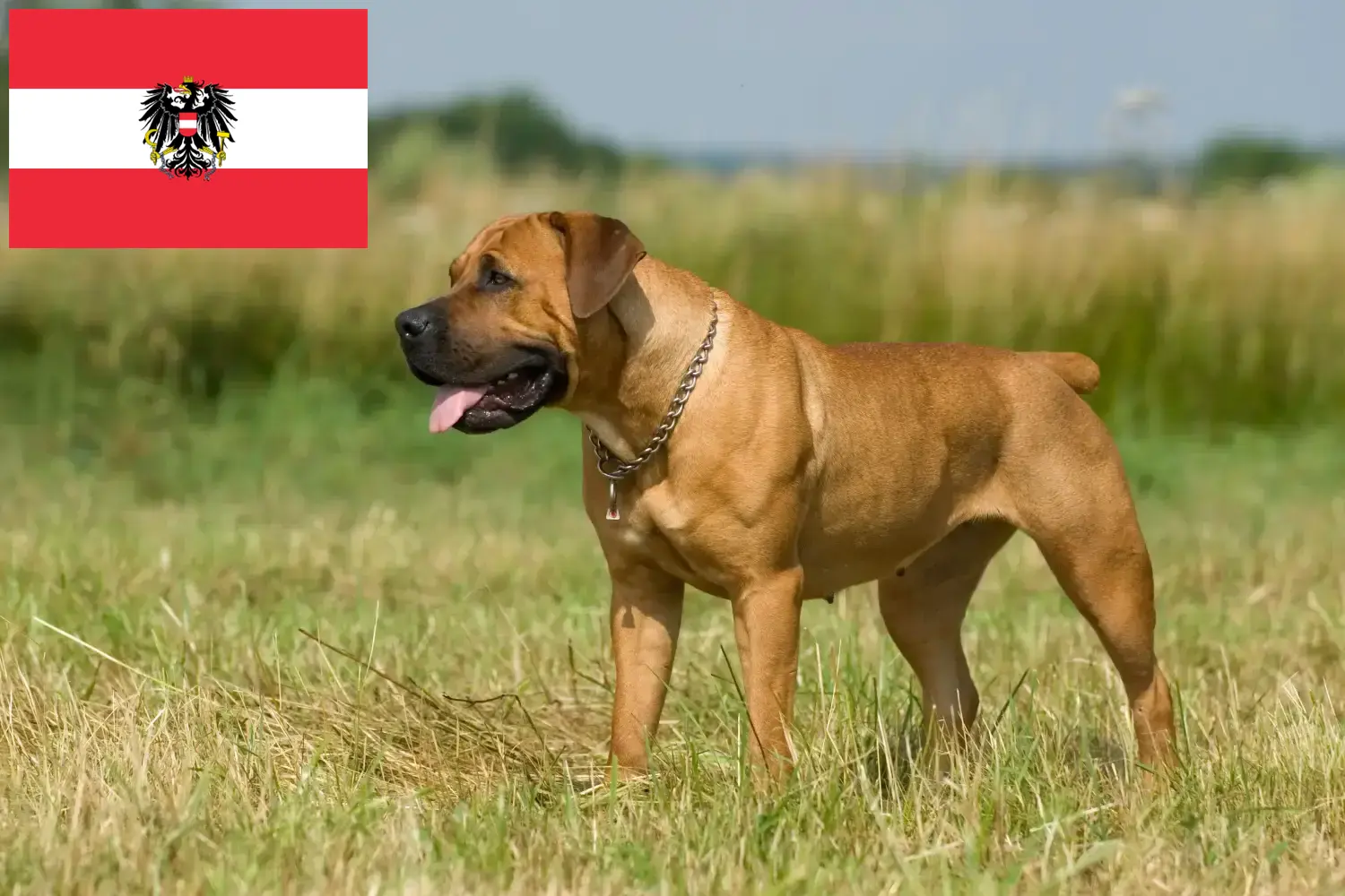 Read more about the article Criadores de Boerboel e cachorros na Áustria