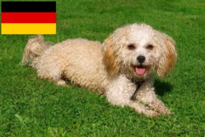 Read more about the article Bolonka Zwetna criadores e cachorros na Alemanha