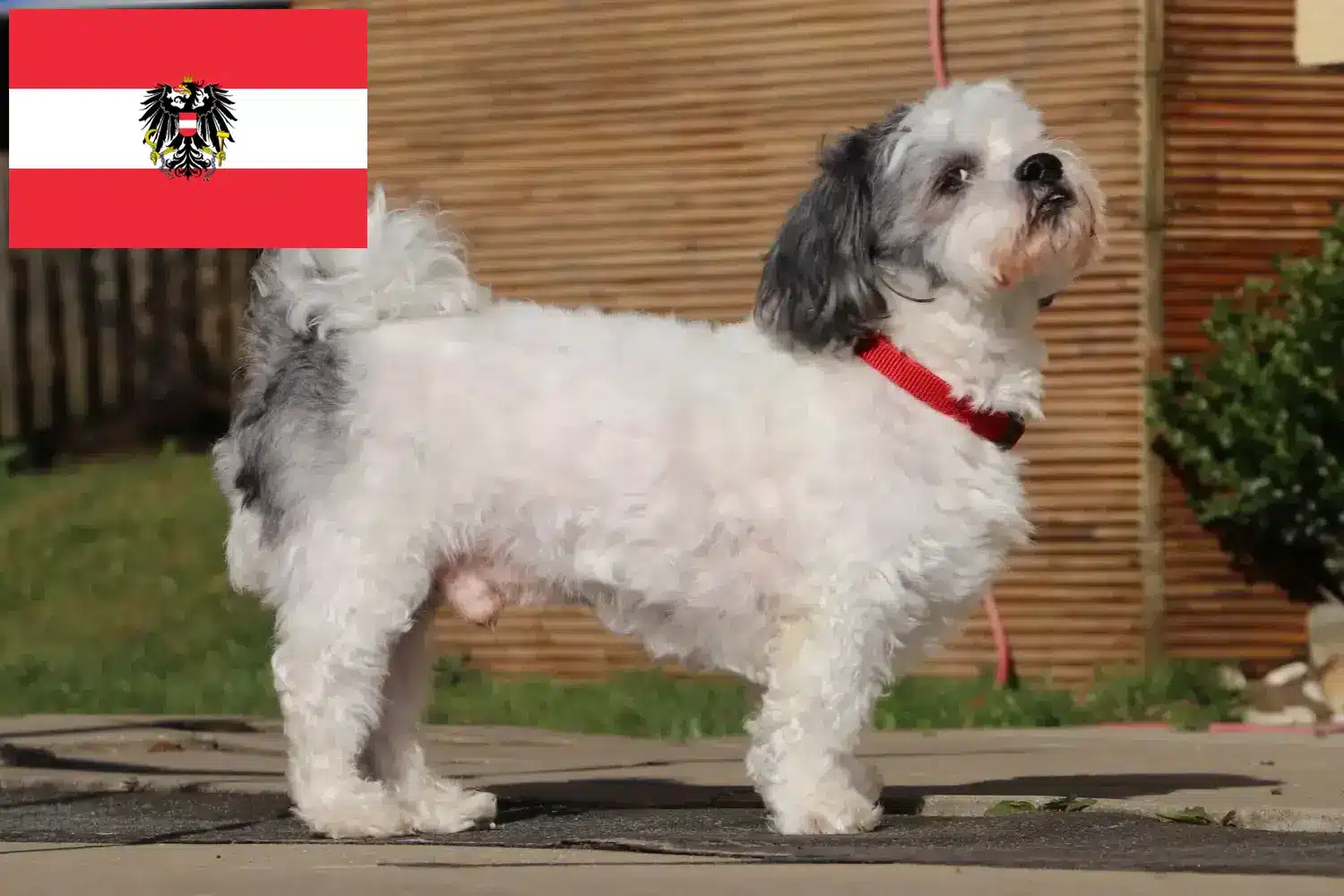 Bolonka Zwetna cachorros e criadores Áustria Aqui pode encontrar criadores de Bolonka Zwetnas na Áustria.