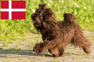 Read more about the article Bolonka Zwetna criadores e cachorros na Dinamarca