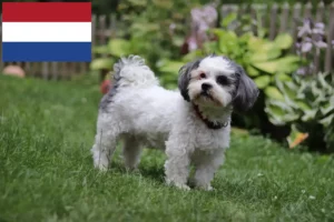 Read more about the article Bolonka Zwetna criadores e cachorros nos Países Baixos