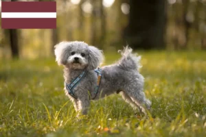 Read more about the article Bolonka Zwetna criadores e cachorros na Letónia