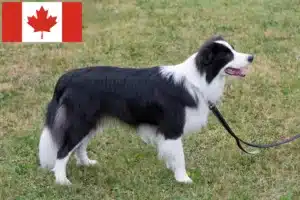 Read more about the article Criadores de Border Collie e cachorros no Canadá