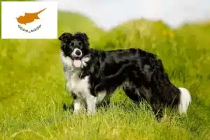 Read more about the article Criadores de Border Collie e cachorros em Chipre