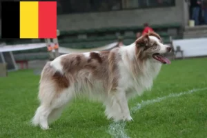 Read more about the article Criadores de Border Collie e cachorros na Bélgica