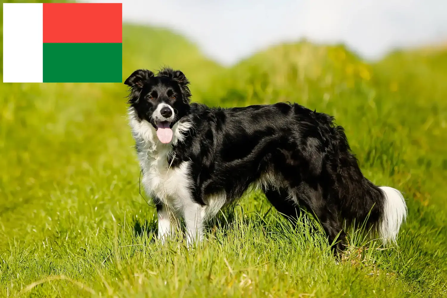 Border Collie cachorros e criadores Madagáscar Encontrar criadores de Border Collies em Madagáscar.