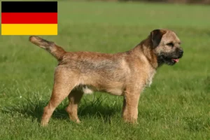 Read more about the article Criadores de Border Terrier e cachorros na Alemanha