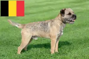 Read more about the article Criadores de Border Terrier e cachorros na Bélgica