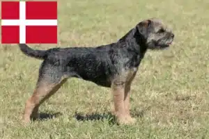 Read more about the article Criadores de Border Terrier e cachorros na Dinamarca
