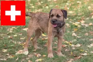 Read more about the article Criadores de Border Terrier e cachorros na Suíça